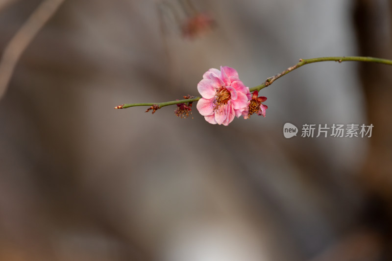 杭州钱塘江畔粉色梅花枝特写