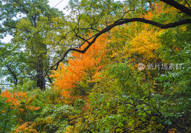 河南省洛阳白云山九龙潭秋天风景