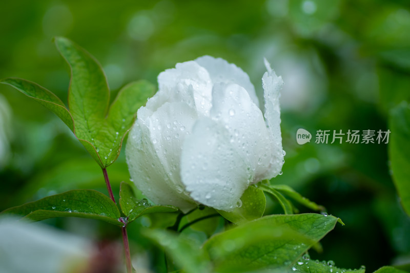 雨中牡丹花