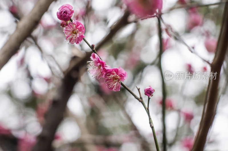 普陀山随拍（梅花）