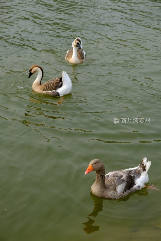 大鹅鸭子家禽