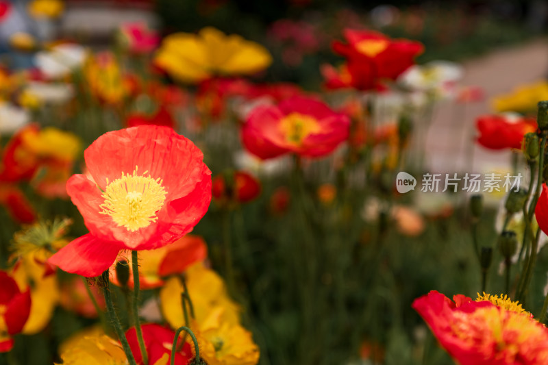 月季花开特写