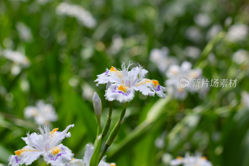 白色鸢尾花盛开的自然景象