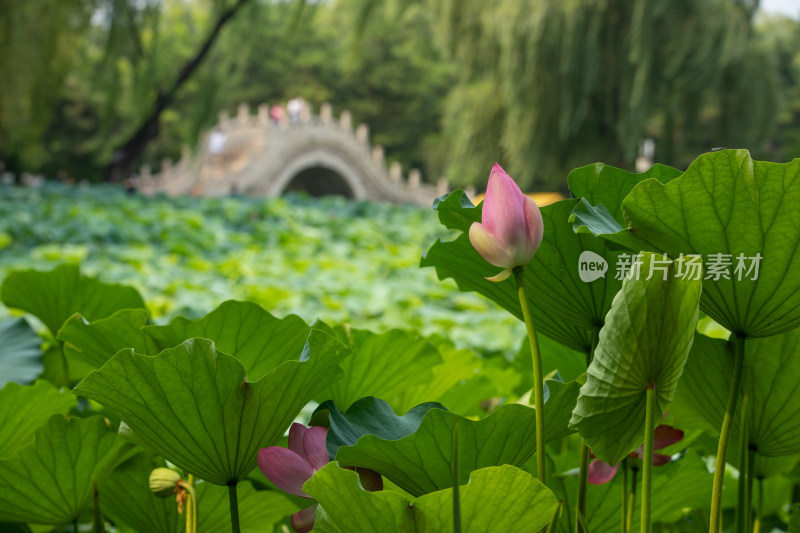 小桥流水荷花柳树荷叶池塘