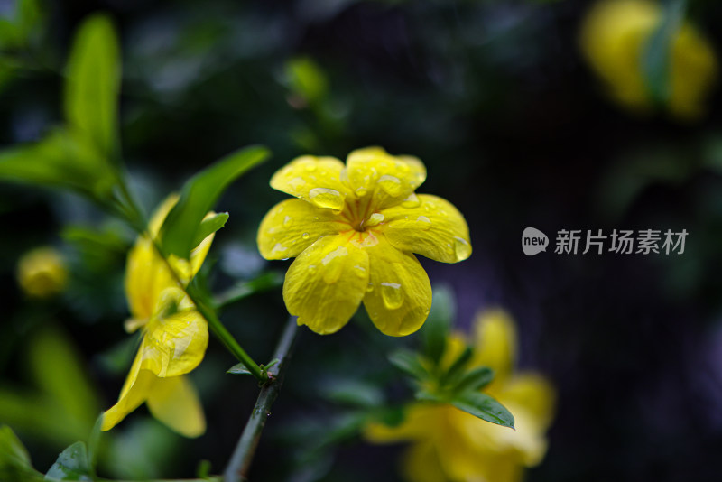 迎春花 春天 小黄花