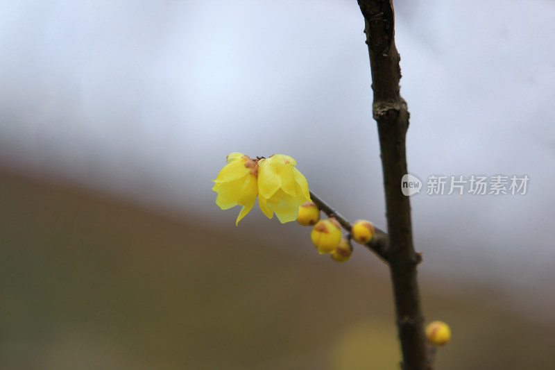 初春的黄色腊梅花盛开