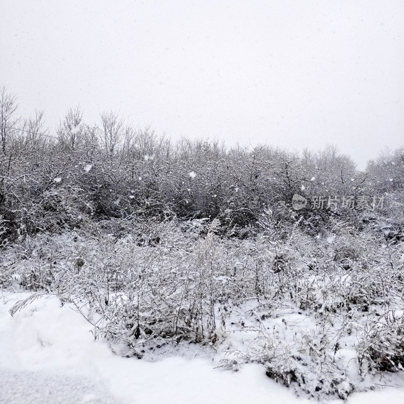 大雪纷飞