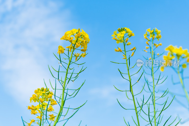 福州花海公园蓝天背景下的黄色油菜花