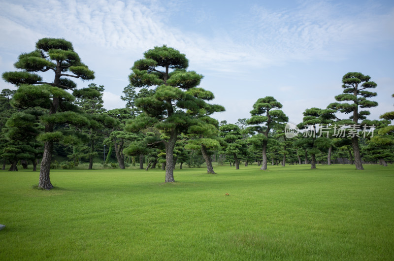 日本东京大皇宫外的松树和草坪