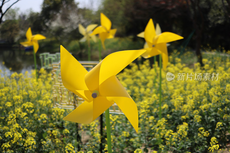 公园里油菜花海里的黄色风车