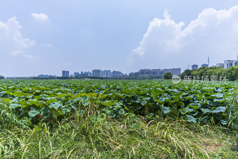 武汉洪山区南湖幸福湾公园风景