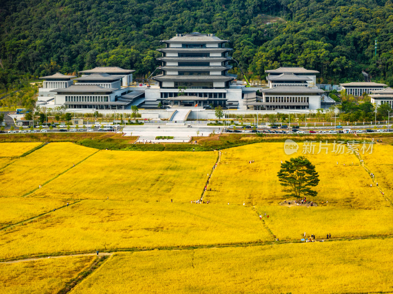 广州国家版本馆秋天黄金稻田