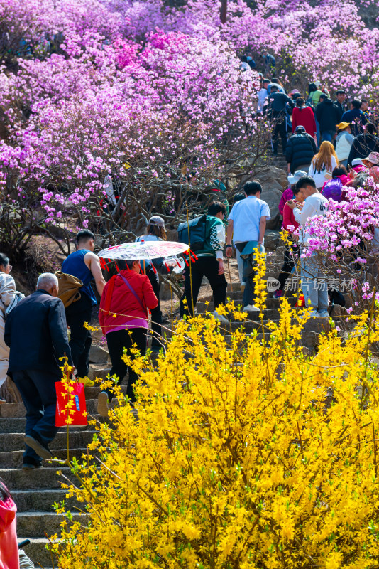 青岛大珠山杜鹃花风光