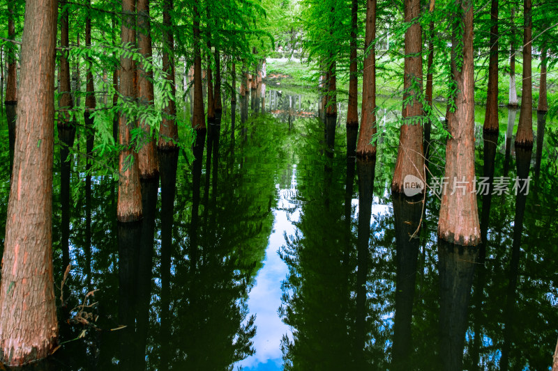 昆明滇池海洪湿地公园的水上红衫林