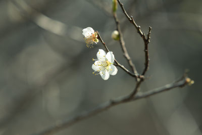 冬天小寒节气梅花盛开