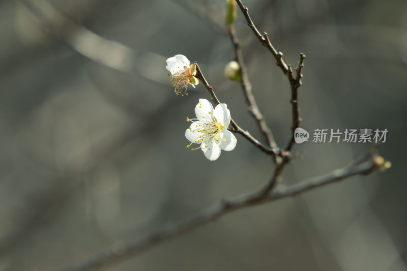 冬天小寒节气梅花盛开