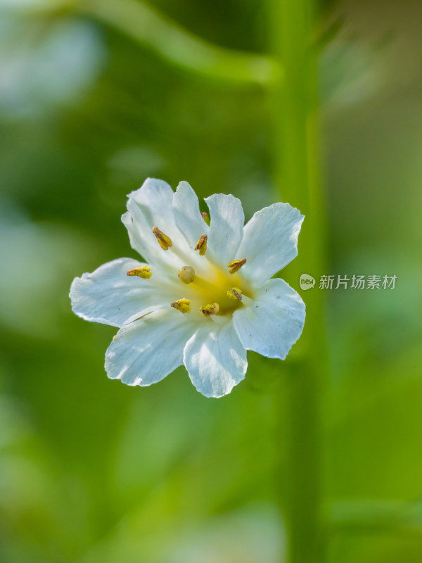 春天野外的泽珍珠菜开花