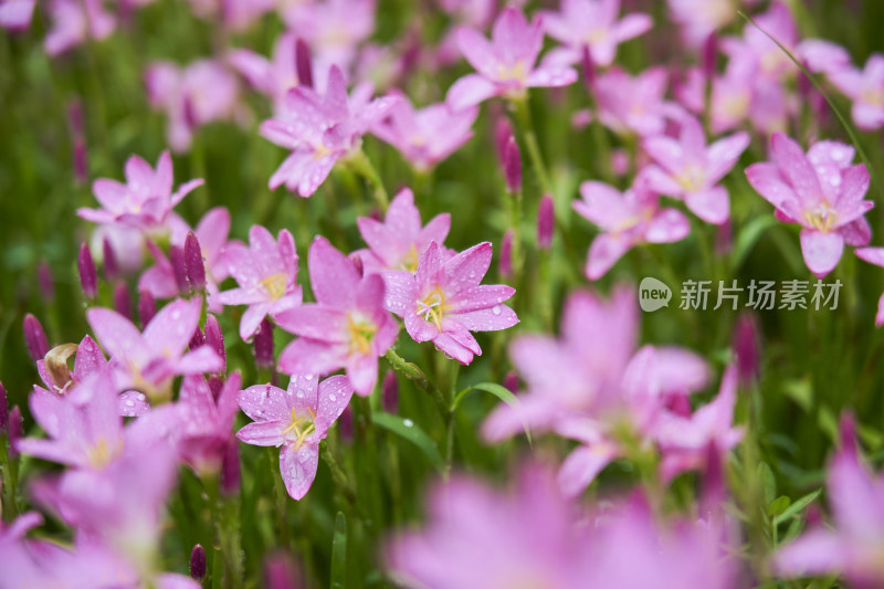 粉色的风雨兰花海