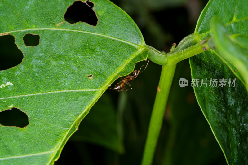 绿叶上的蚂蚁特写