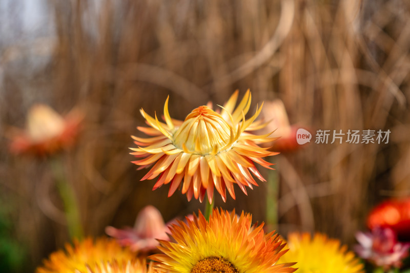 秋天的园林植物麦秆菊开花