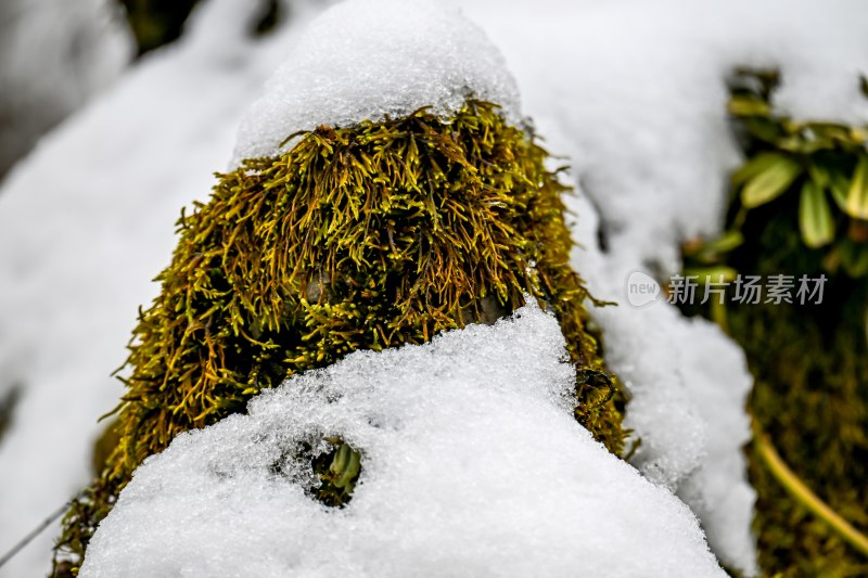 重庆酉阳：大雪纷飞赏雪忙