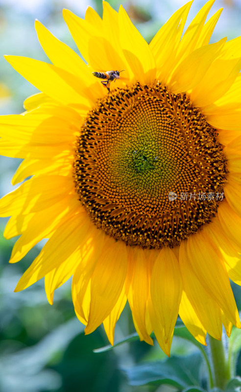 海南三亚随风摇曳的向日葵花田蜜蜂采蜜