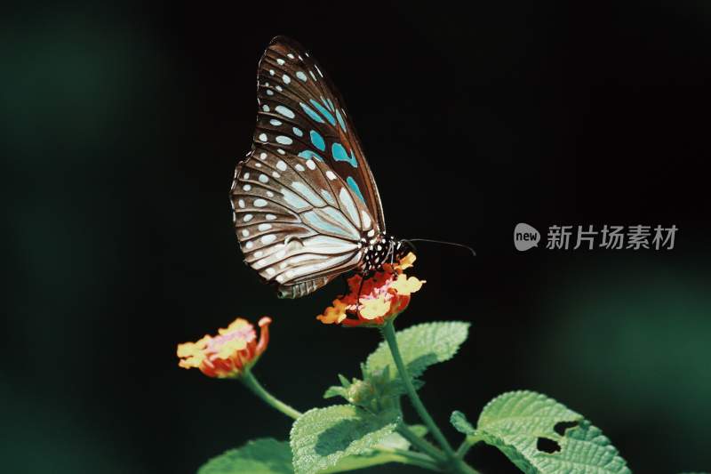 花粉蝴蝶飞翔，美丽的飞虫