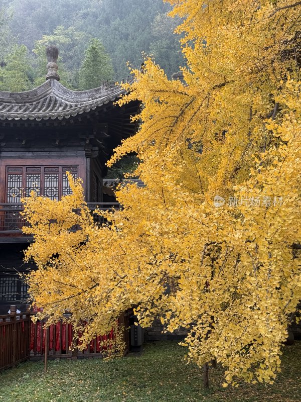 秋天西安古观音禅寺银杏