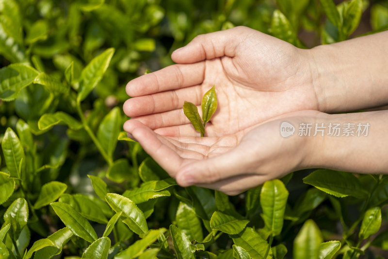 茶叶绿茶茶田茶山采茶茶农茶树