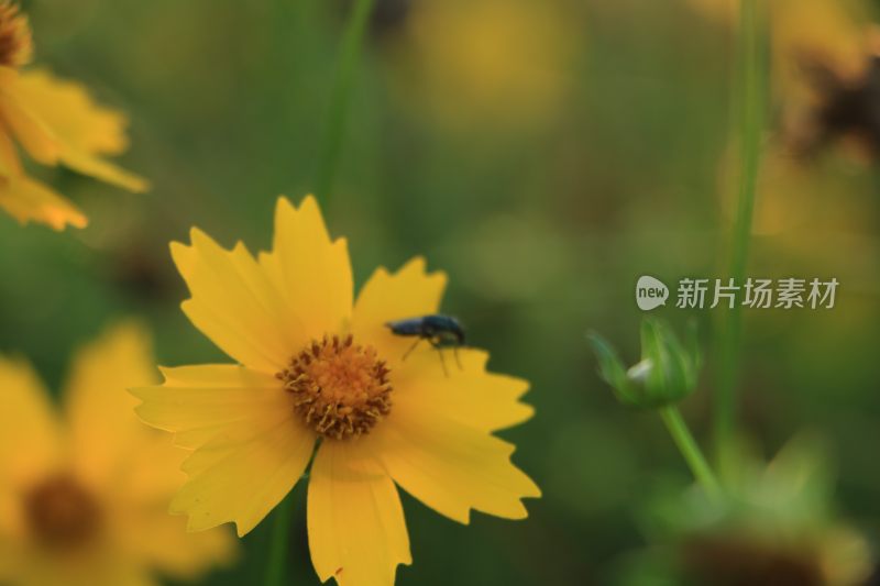 IMG_0181      蜜蜂爬在黄色的小花上