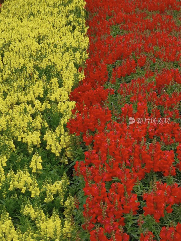 佛山市千灯湖公园金鱼草花海