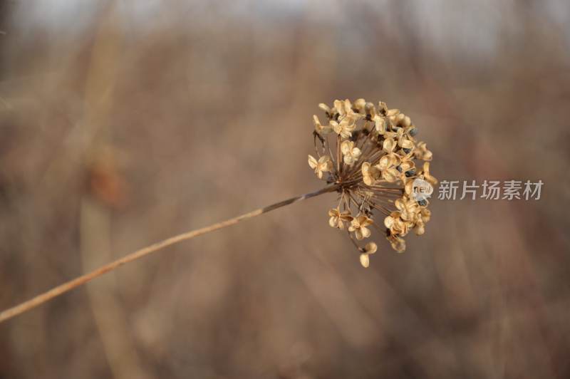 枯萎的花枝