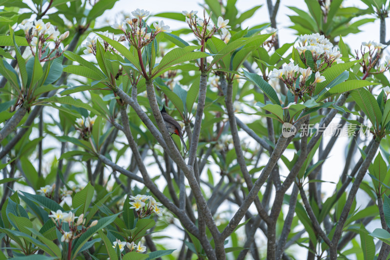 公园里的鸡蛋花