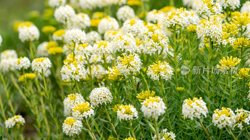 四川西部甘孜藏族自治州野生植物狼毒开花