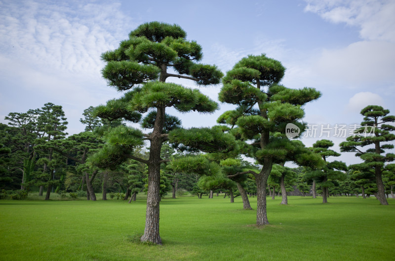 日本东京大皇宫外的松树和草坪