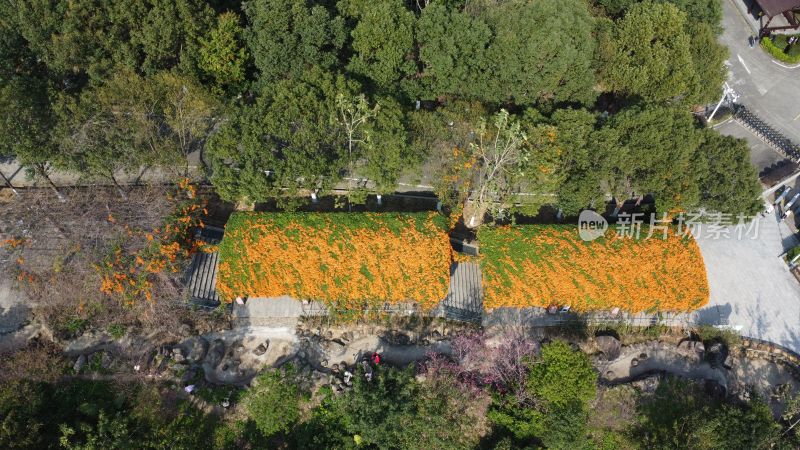 广东东莞：航拍炮仗花