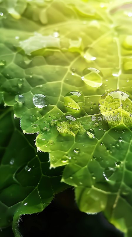 雨后绿叶水珠微距叶片露珠自然背景