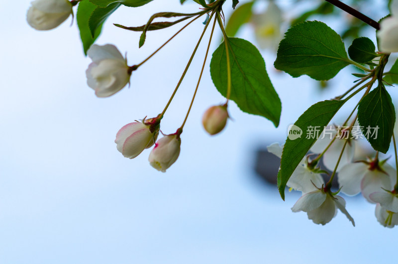 一丛白色海棠花花苞特写