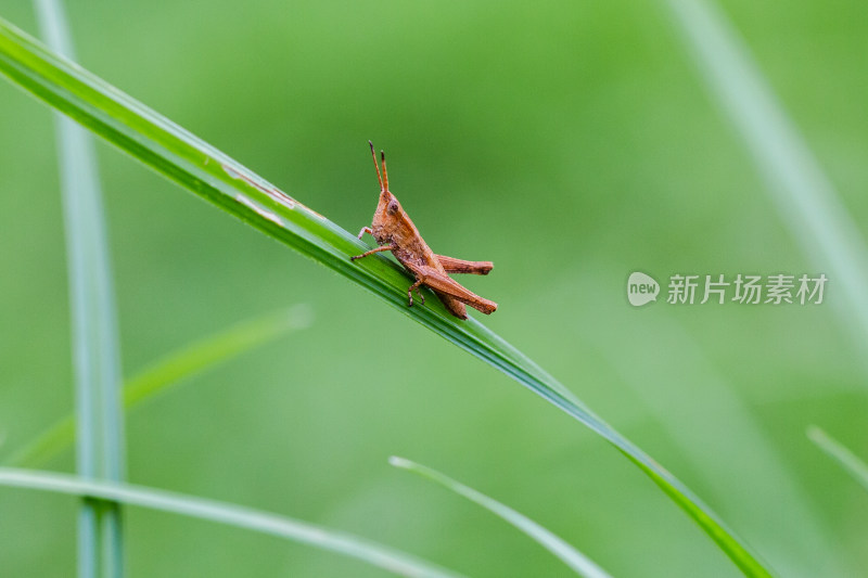 蝗虫蚂蚱微距生态摄影