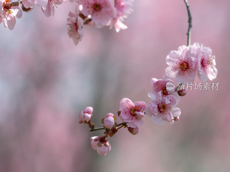 春天粉红色梅花盛开