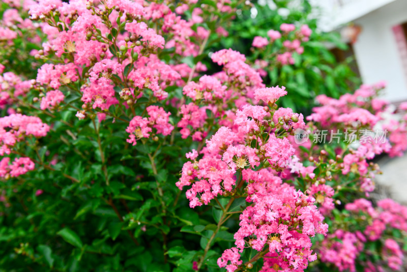 紫薇花卉花朵花蕊农村痒痒花痒痒树