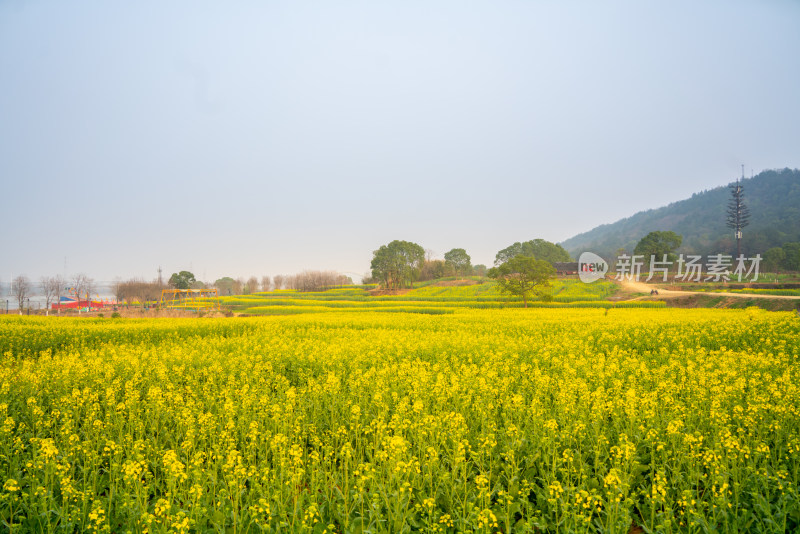 武汉东湖油菜花花海