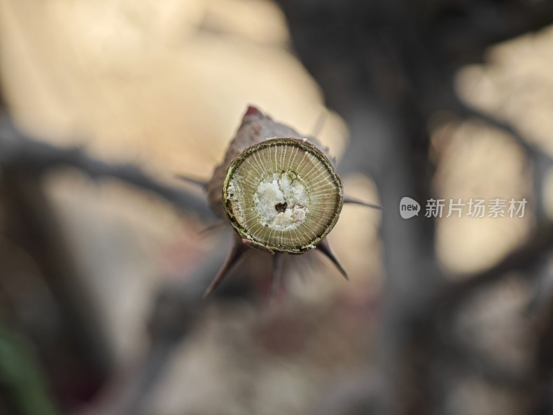 带刺树枝特写展示其内部纹理