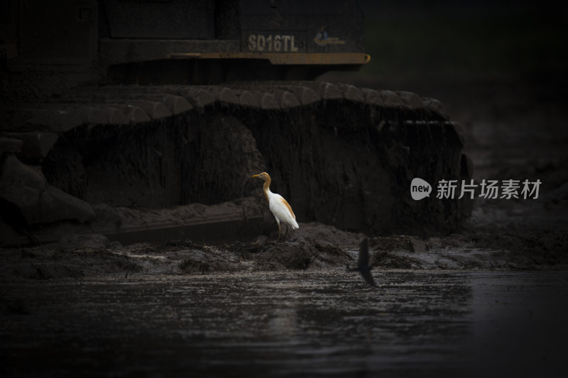 生态湿地白鹭与城市化进程