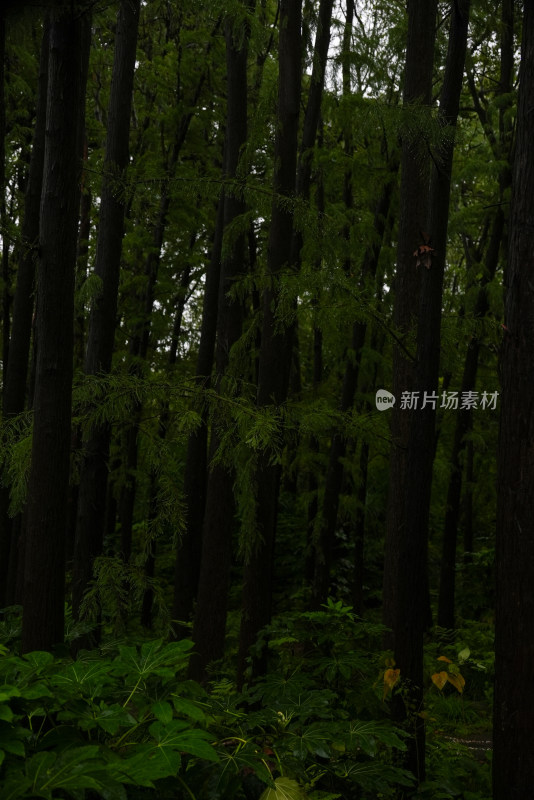 茂密树林中繁茂枝叶形成的深绿景象