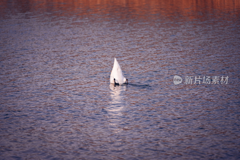 郑州北龙湖湿地公园的黑疣鼻天鹅