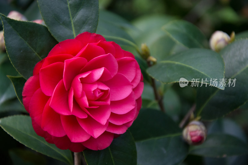 红色山茶花特写