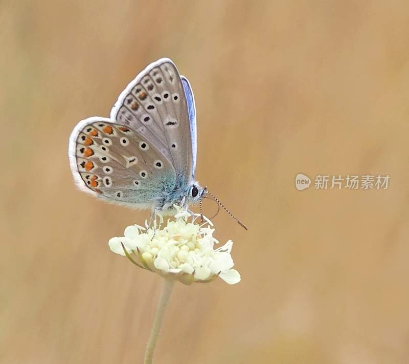 蝴蝶采蜜，觅食的蝴蝶