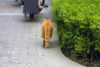 流浪猫橘猫