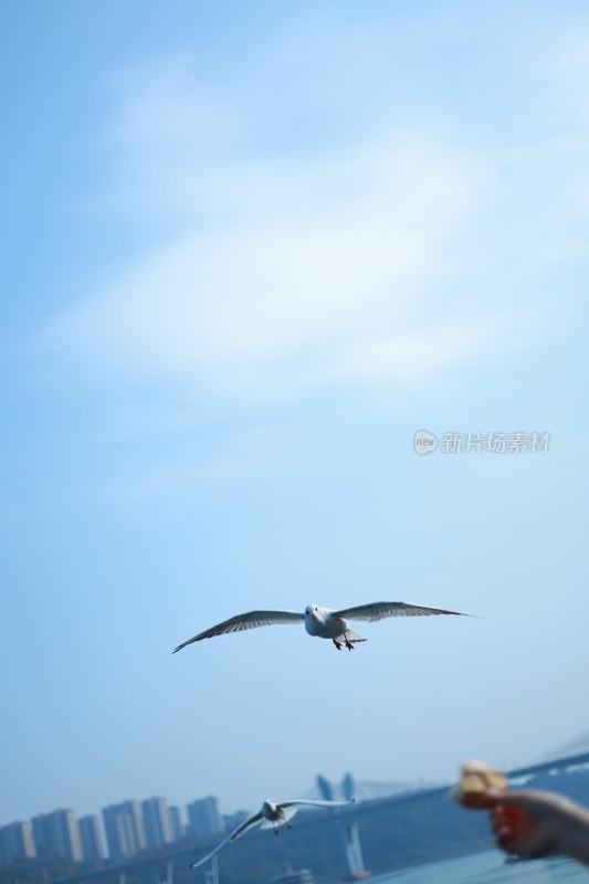 飞翔的海鸥场景